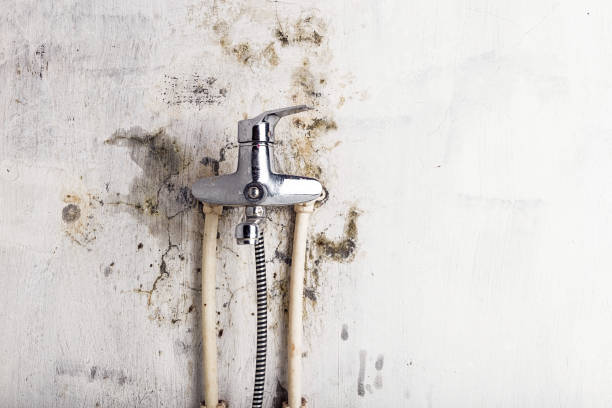 Best Mold Remediation  in Greentree, NJ