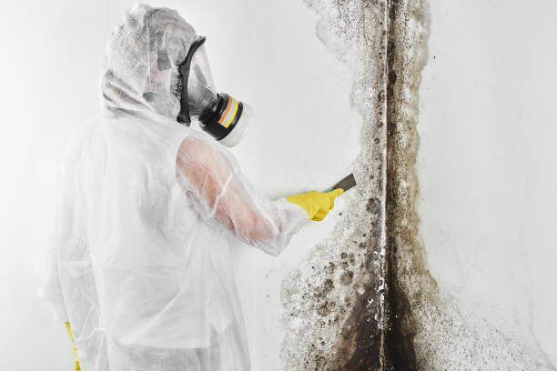 Best Certified Mold Removal  in Greentree, NJ
