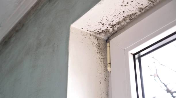 Best Certified Mold Removal  in Greentree, NJ