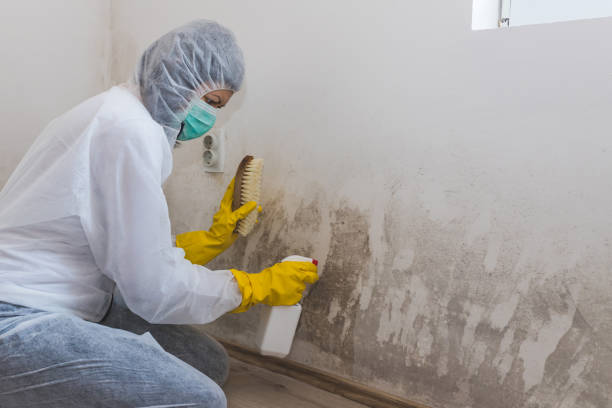 Best Toxic Mold Removal  in Greentree, NJ