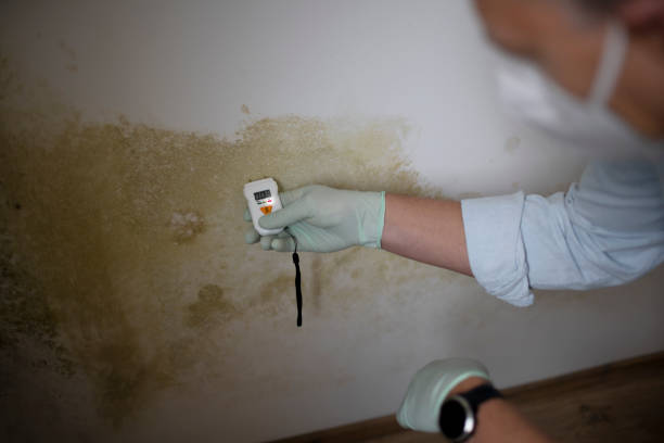 Best Emergency Mold Removal  in Greentree, NJ