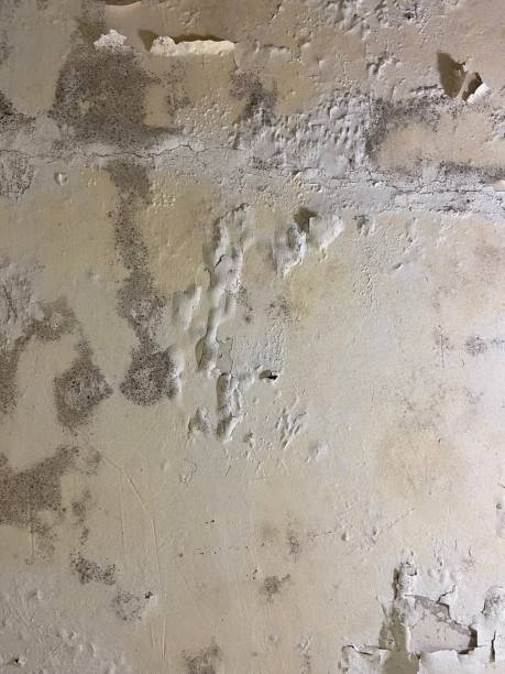 Best Crawl Space Mold Removal  in Greentree, NJ