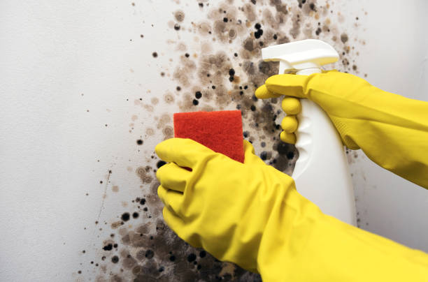 Best Best Mold Removal Companies  in Greentree, NJ