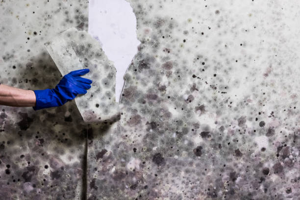 Best Mold Removal Process  in Greentree, NJ