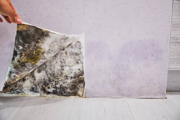 Best Office Mold Removal Services  in Greentree, NJ